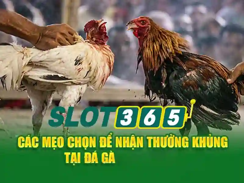 Các tính năng nổi bật