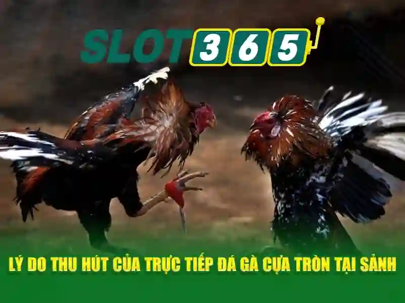 Slot365_GiaoDien\n