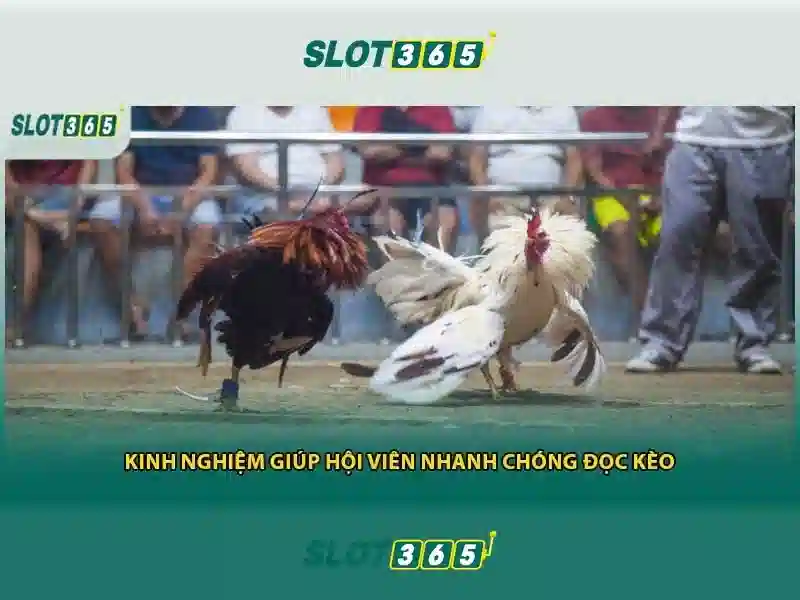 Sản phẩm và dịch vụ chính: ứng dụng thực tế của link dự phòng Slot365