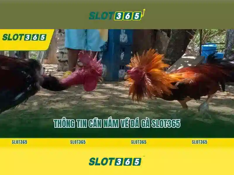 slot365 ap – Tổng quan chủ đề và giá trị cốt lõi