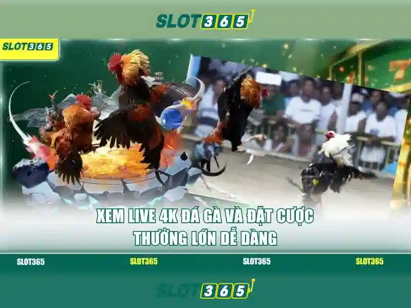 Slot365 - Nền tảng slot trực tuyến