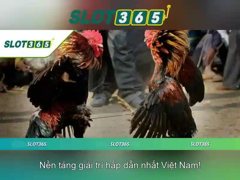 Slot365 – Nền tảng trò chơi xèng trực tuyến hiện đại