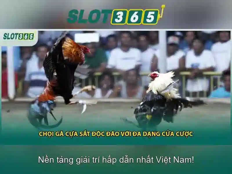 Slot365 - Tổng quan về nền tảng chơi slot
