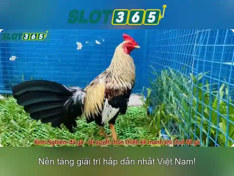 Slot365: Gioi thieu ve nen tang tro choi quay so tren Internet